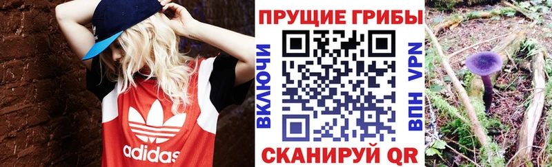 Псилоцибиновые грибы Cubensis  Кстово 
